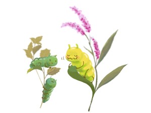 第182回　ムシ虫